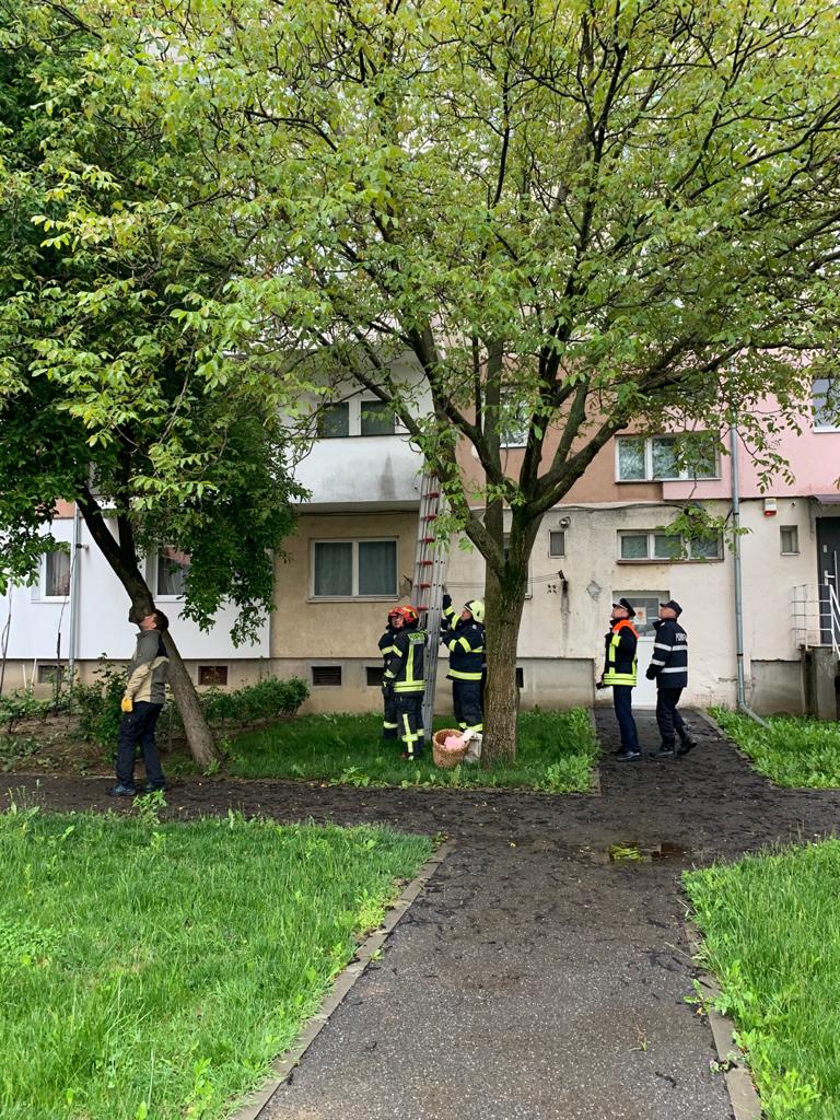 isu albine belsugului1