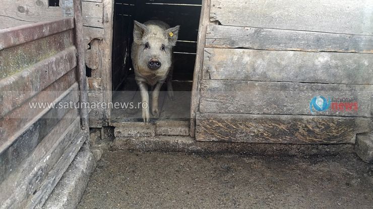 Ultimul focar de Pestă Porcină Africană, din localitatea Irina, în procedură de stingere