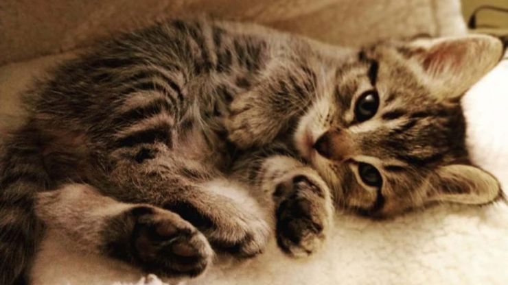 Donează 3.5% din impozit asociaţiei Rescued Cat Society din Satu Mare