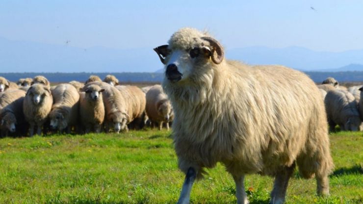 ”Coborâtu’ oilor de la munte – Osâmbritu’ în Ţara Oaşului”, la a III-a ediție la Negrești-Oaș