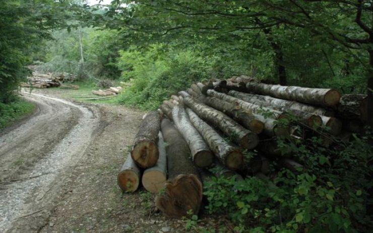 Zeci de arbori tăiați de un localnic din Boinești