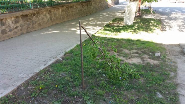 Polițiștii l-au identificat pe tânărul care a distrus copacii ornamentali din Tășnad