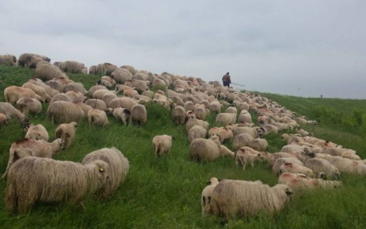 Coborâtu’ oilor de la munte în Țara Oașului – expoziție de ovine