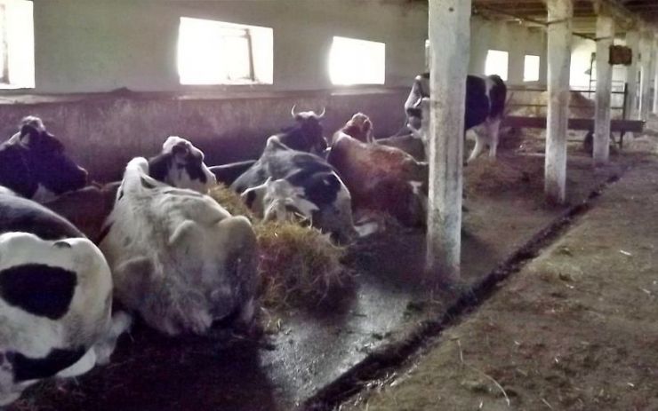 Crescători de animale din Bercu, Botiz, Turț și Amați amendați sau avertizați de inspectorii DSVSA Satu Mare